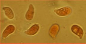 Sporen glatt<br/>6,5 - 8,5 µm mal 3,25 - 3,5 µm