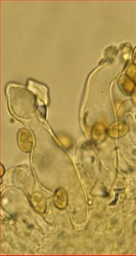 Pleurozystiden<br/>11,5 - 19 µm breit