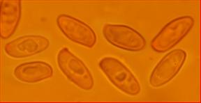Sporen zylindrisch länglich elliptisch<br/>8 - 9,25 (11) µm x 4 - 4,5 µm